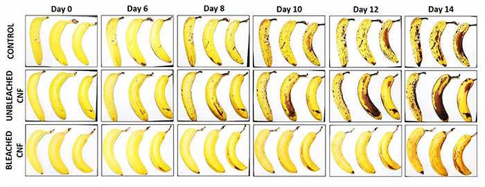 有和没有 EMPA 涂层的香蕉在保质期测试中的表现，图片来源：food ingredients first