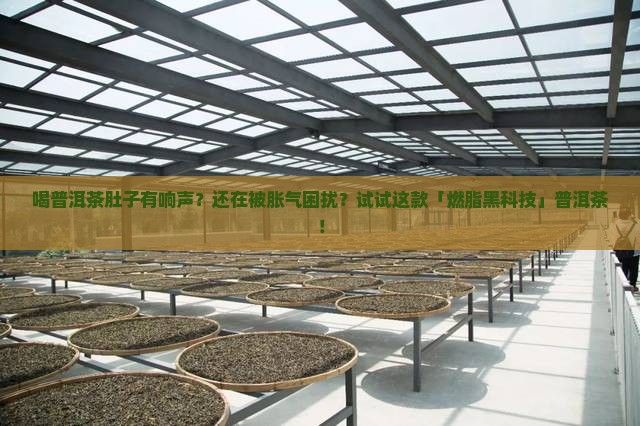 喝普洱茶肚子有响声