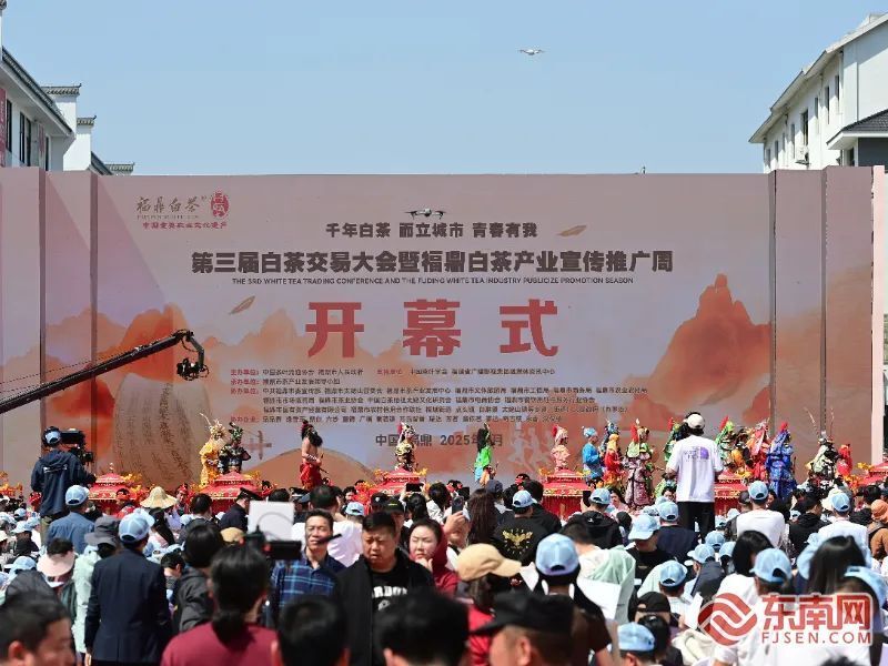 福鼎：以茶为媒 擎画白茶产业发展图景