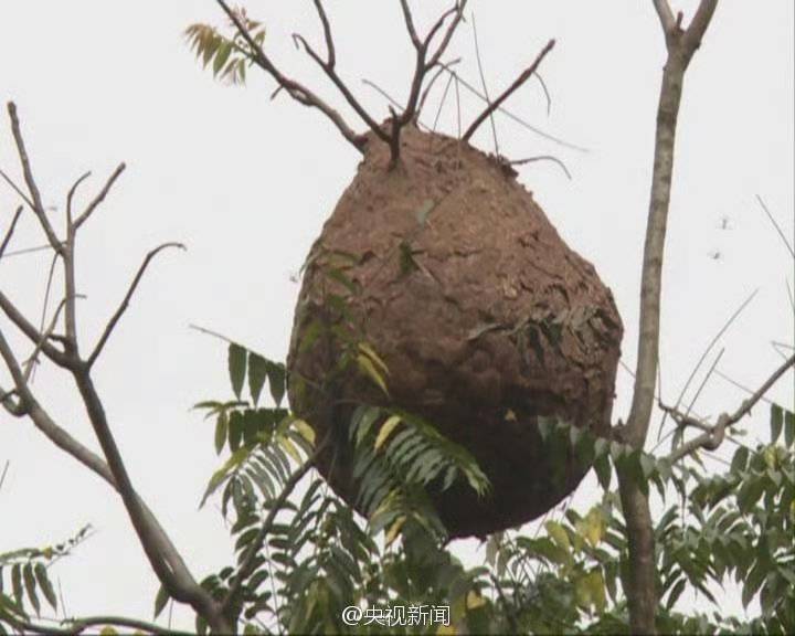 河南八旬夫妇被人头蜂蜇伤去世  摘取野外蜂巢者是否应被追究法律责任？