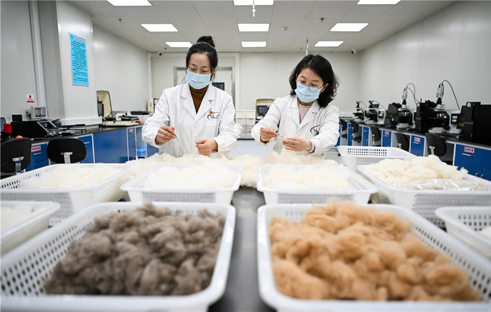 　　分梳山羊绒检验样品取样。