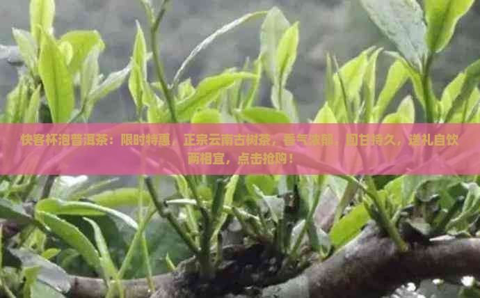 快客杯泡普洱茶：限时特惠，正宗云南古树茶，香气浓郁，回甘持久，送礼自饮两相宜，点击抢购！