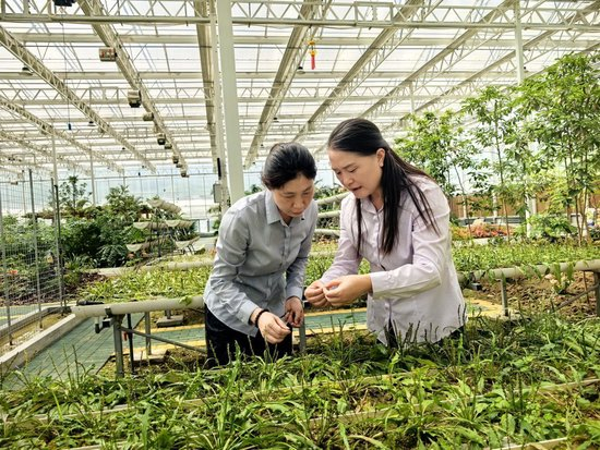 2025年9月，黄桂云（右一）与科研人员在察看太空育种丰都车前生长情况。（杨兰芳 摄）