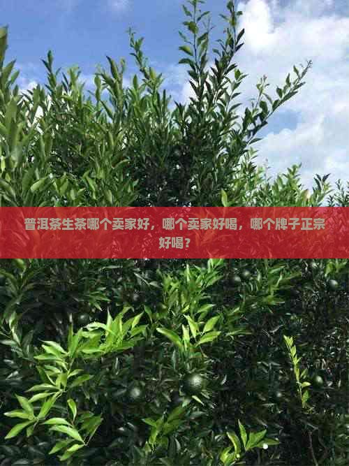 普洱茶生茶哪个卖家好