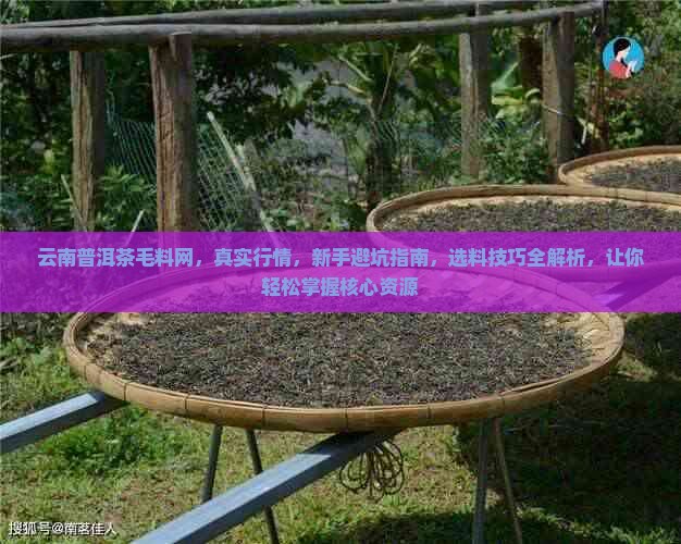 云南普洱茶毛料网